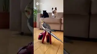 Pibbles & Void Have A Tap-Dancing Bird Guest!