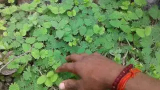 Chui mui plant