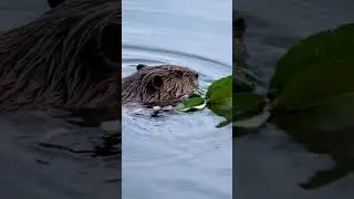Happy International Beaver Day!