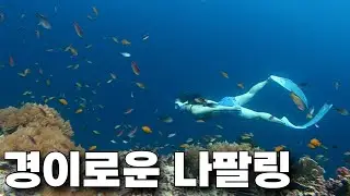 보홀 경이로운 나팔링 바다 ㅣ 바다는 가까이 보아야 아름답다 ㅣ프리다이빙 ㅣ napaling reef l bohol freediving