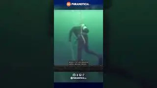Tibur&oacute;n de 4 metros sorprende a buzos en faenas submarinas en Puerto Montt