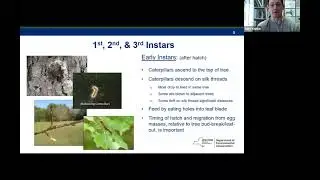 Gypsy Moth Basics