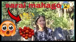 Garmai rakheko beu 😍 tomato rs200 😱🙆