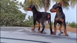 Minpin puppy's available  8825486759