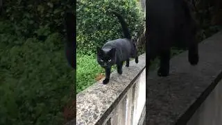 #cat #crime#cats 🐈🐈&zwj;⬛