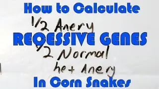 Calculating a Recessive Gene | Corn Snake Genetics #2 (Updated 2020)