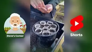 How to Sow Sweet Peas in Toilet Rolls
