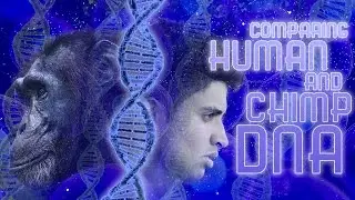 Comparing Human and Chimp DNA