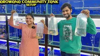 My Arowana Aquarium community Setup | எனது புதிய மீன் தொட்டியின் அமைப்பு 🐠