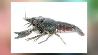 Marbled Crayfish