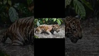tiger cub trapped in the mud #shortvideo #short