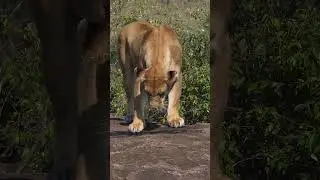 African Lion drinking water on rock #africa #lion #drink #water #female #nature #wildlife HA52893