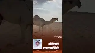 من نوادر : مهيوبات لرجل المواقف : مشعل بن جدعان الزيادي 2023