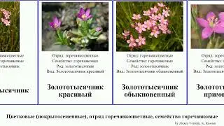Цветковые (покрытосеменные), отряд горечавкоцветные, семейство горечавковые горечавка angiosperms