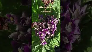 Some Mandrake flowers 😁