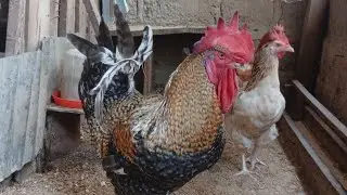 🔥 Poulet Goliath : Âge Idéal, Coqs Géants & Biosécurité PRO – Ma Vidéo Ultime ! 🚀