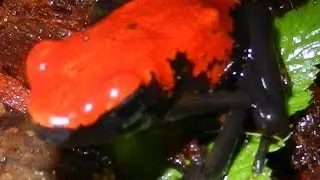 adelphobates galactonotus RED slow motion