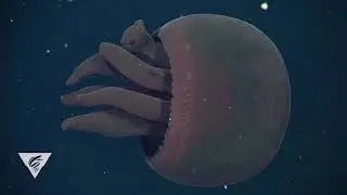Weird and Wonderful: Otherworldly giant, red jellyfish swims into our minds