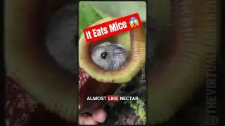The Plant That Eats Mice 🐭