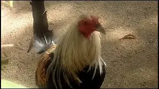 Sumatra Bird Explore Nature Now NATURE DOCUMENTARIES Wild Animal Videos Documentary 