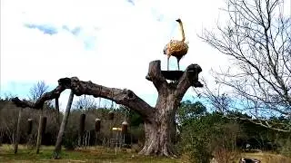 Ace on the Flying Armadillo Big Bird Bell Hole