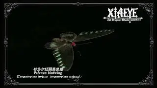 Palawan birdwing Realistic specimen/特洛伊紅頸鳥翼蝶 仿真模型Trogonoptera trojana