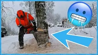 СНЕГ и ХОЛОД делают простое удаление деревьев трудным