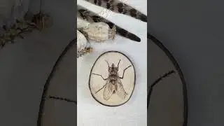 Wood burning a fly with transparent wings on a slice of birch