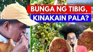 PUNONG TIBIG O FIG TREE, KINAKAIN PALA ANG BUNGA NITO? MASARAP DAW KAYA TIKMAN NATIN! | IGOS, TUBOG