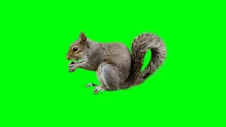 Squirrel Animal Green Screen Background video Footage HD