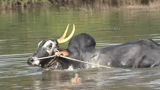 Furious Stud Bull running for Swimming, bail pola, agora hori habba jallikattu