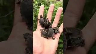 Handful of Baby Painted Turtles  #animal #reptile #turtle