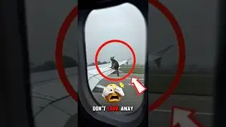 Raccoon on the Airplane Wing?! This Shocking Scene Fooled Everyone!🦝✈️