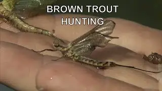 Small River Brown Trout Hunting | Tom Rosenbauer