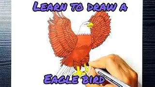 Flying Eagle bird drawing| Flying Eagle bird colouring with step by step tutorial