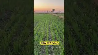 Gehu Dbw 377 breeder seed # gehu ki kism dbw 377 jo 35 kuntol acre utpadan deti hai