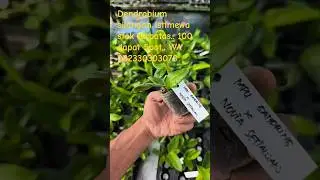 stok terbatas bibit dendrobium silangan istimewa #masukberanda #orchid #anggrek