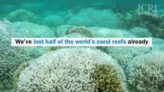 The value of healthy coral reef ecosystems