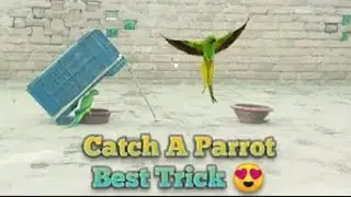 How to catch a parrot || Tota Pakarnae ka treqa || Ringneck parrot , Parrot trap trick