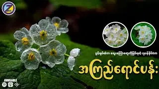 ရေစိုရင် Crystal လိုကြည်လင်လာတဲ့ အရိုးငြမ်းပန်းပွင့် (Skeleton Flowers)