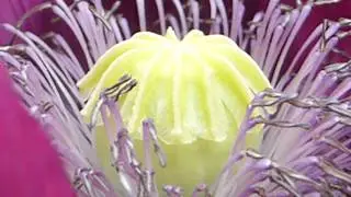 Breadseed poppy -  Draums&oacute;ley - Valm&uacute;ar - Birkifr&aelig; pl&ouml;ntur - Sumarbl&oacute;m - Ein&aelig;ringar