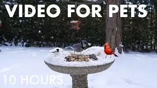 Blue Jays, Cardinals and Backyard Birds in the Snow - 10 Hour Cat TV for Pets 🐱 - Jan 17, 2026