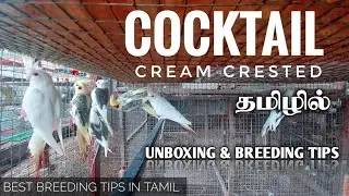 Cream Crested Cocktail UNBOXING & Breeding Tips | தமிழ் | best Breeding Tips ever @realfeathers.