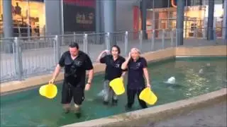 Cold Water Challenge 2014 BTF Shoppingcity Seiersberg