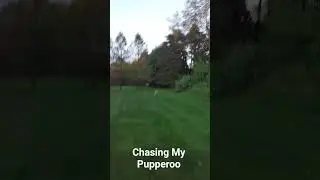 Fusion Gaming 2 Shorts: Chasing My Pupperoo