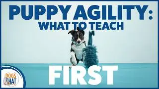 Agility Foundations Before Equipment: What Puppies Really Need To Succeed