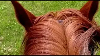 Almost Fell off A Horse