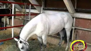 El Chinchorrito