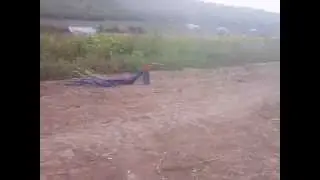 Cocoş de  cocoş