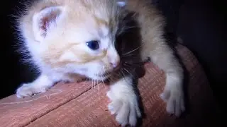 Kitten 110 days for 2 minutes 30 seconds
